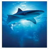 Ајкула-Длабочини Ѕид Постер, 22.375 34