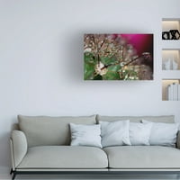 Кактус цвеќиња на Гордон Семенс 14 'платно уметност