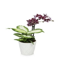 Само Додадете Мраз Виолетова Орхидеја Живо Растение Со Декоративен Сад