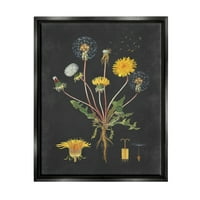Botanical Industries Botanical Drawance Dandelion на црниот дизајн etет црно врамено лебдечко платно wallидна уметност, 24х30